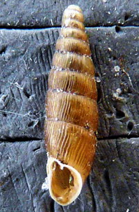Tabella della Famiglia Clausilidae